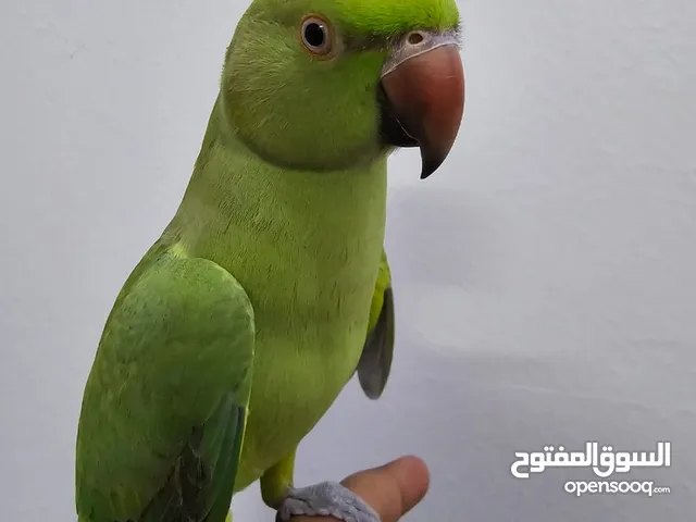 مطلوووب فروخ دره اخضر (الوصف نهمم)
