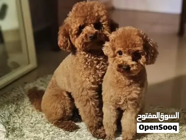 توي بودل تي كب