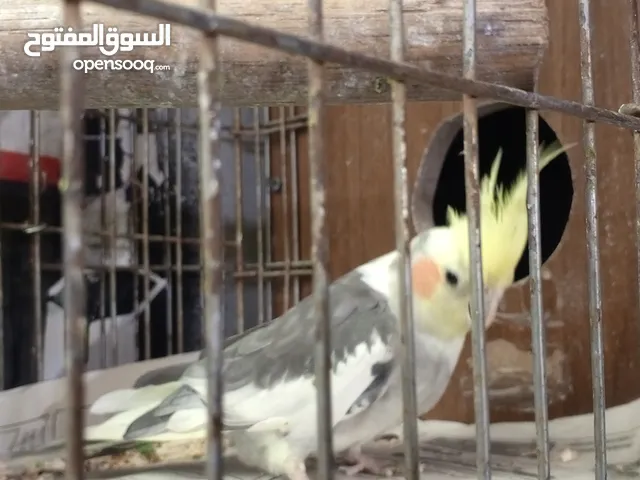 جوز كوكتيل اليفات شغلات مع قفص كبير كوخ