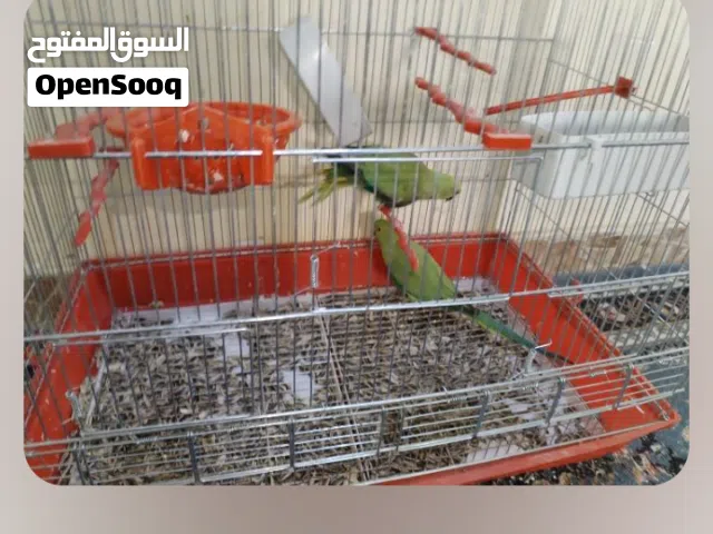 جوز ببغاء درة