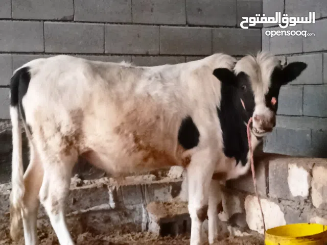 عجل للبيع اقرا الوصف