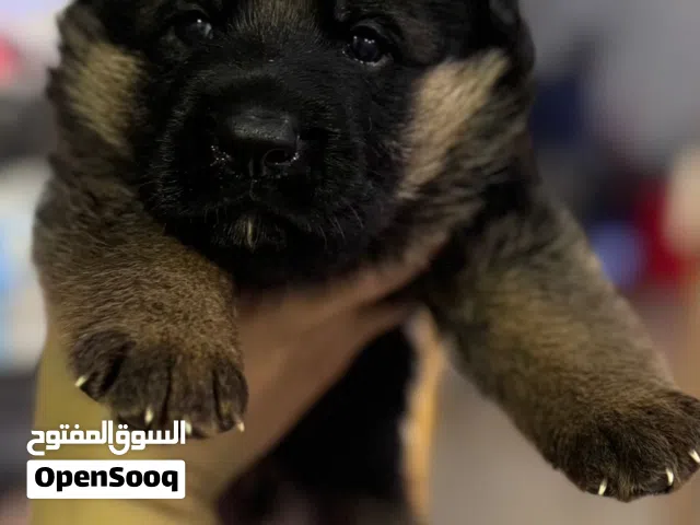 German shepherd puppies يراوه جيرمن شيبرد