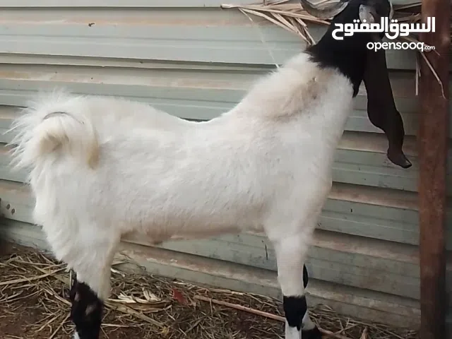 ماعز افغاني فحل