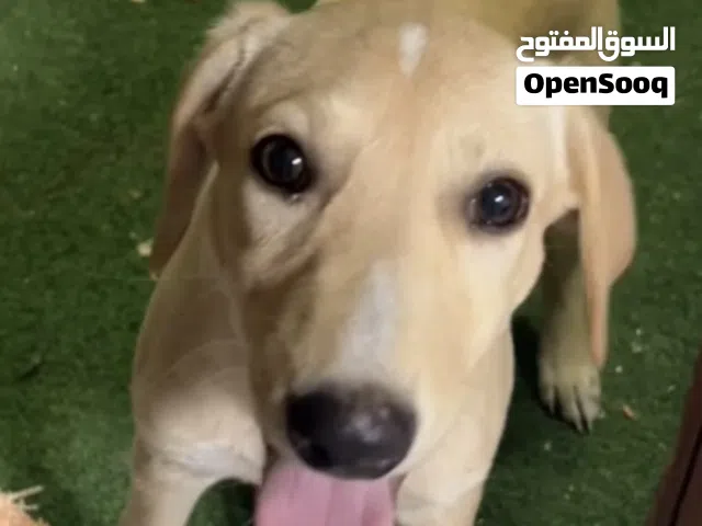 انثئ مكس3 شهور