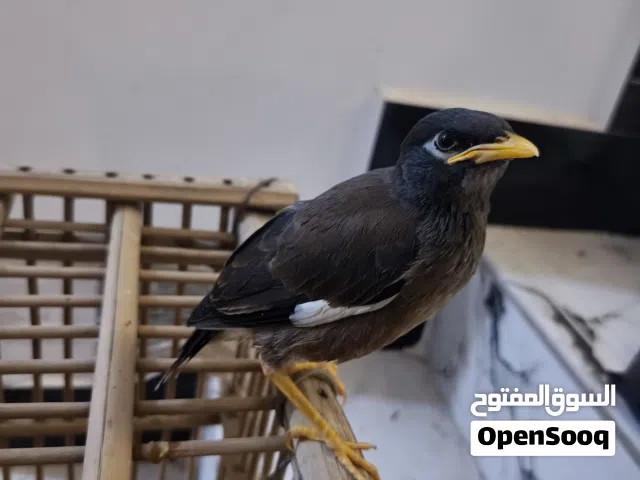 مينه ريش نضيف للبيع