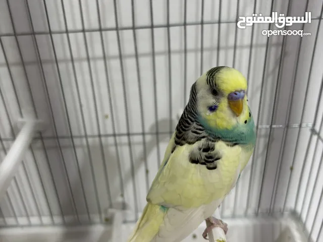 جوز حب طيور عدد 2 مبيضين تحتهم بيض