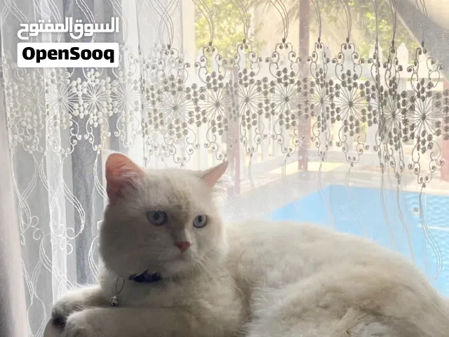 قط شيرازي ذكر لونه ابيض قابل للتفاوض