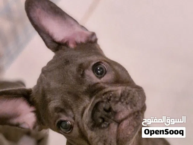 Last Female Blue Eyes French bulldog!