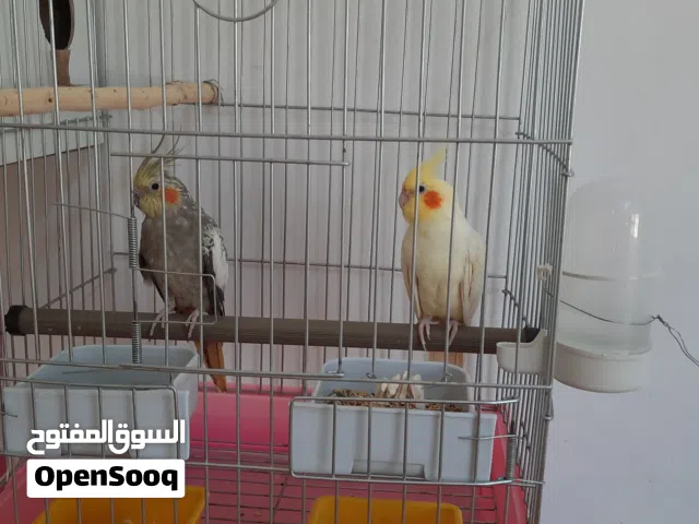 زوج كوكتيل مميز منتج للبيع مع فرخ