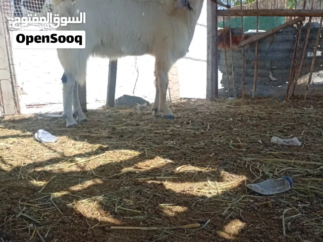 بيع تيس باكستاني اصل