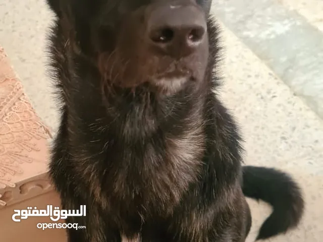 كلب بيرجي هولاند مش موجود برشا في تونس نتفاهمو
