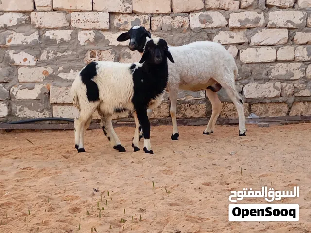 السلام عليكم نعجه تنيه تحتها فطيمه للبيع المكان تاجوراء