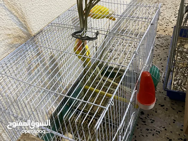 روز اورنج و