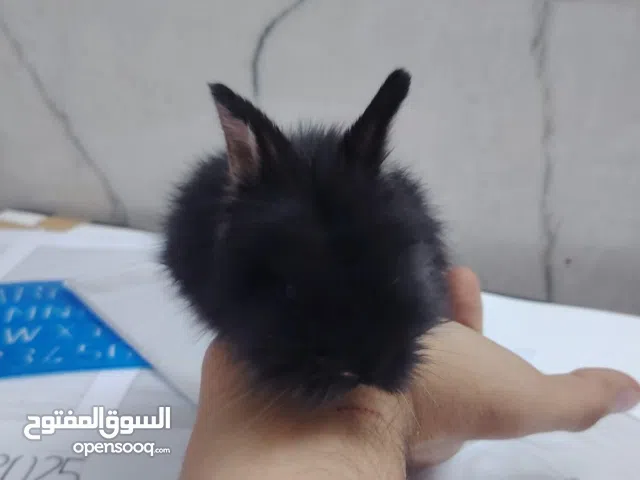 متاح ارانب صغار القزم الهولندي و ذكر هولاند لوب كبير جاهز للتزاوج