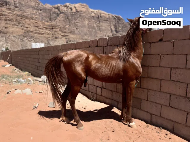 حصان مميز للبيع - بحالة ممتازة   الاسم  سنبل