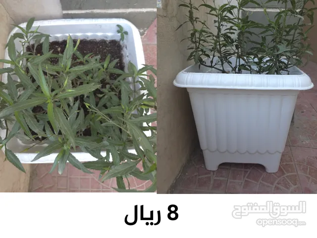 نباتات تربية منزلية