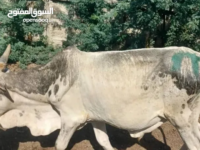 عجول جودة عالية مع التسمين الكمية 50 رلس