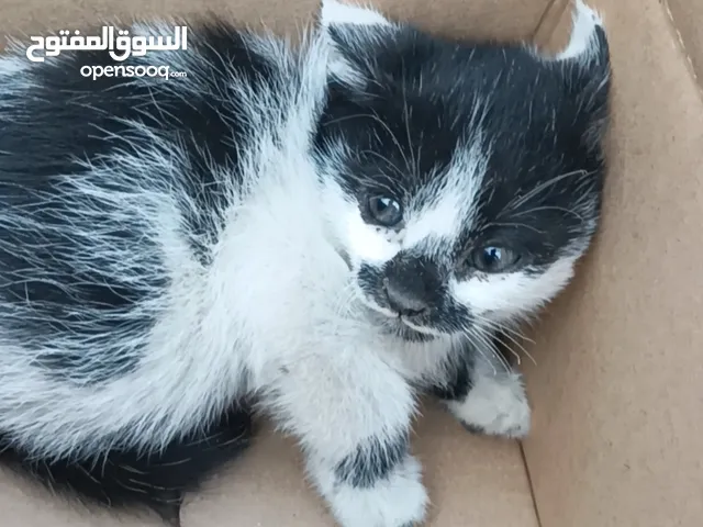 قطه اليفه صغيره العمر للتواصل على الارقام الاتيه.