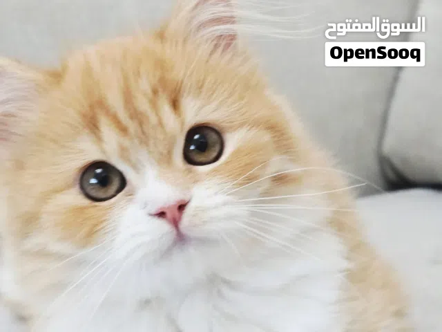قطة شيرازي