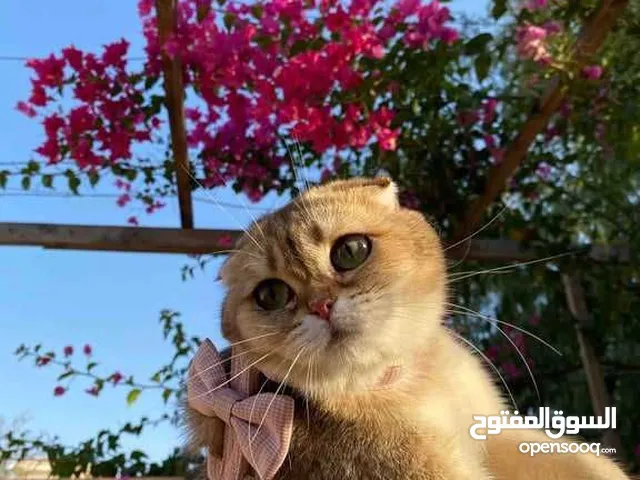 سكوتش فولد تربل بيور