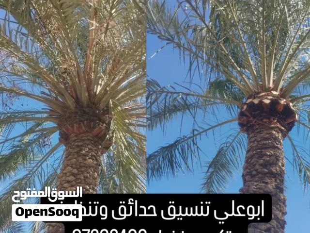 تنسيق حدائق وتنظيف وتكريب وتنظيف نخيل