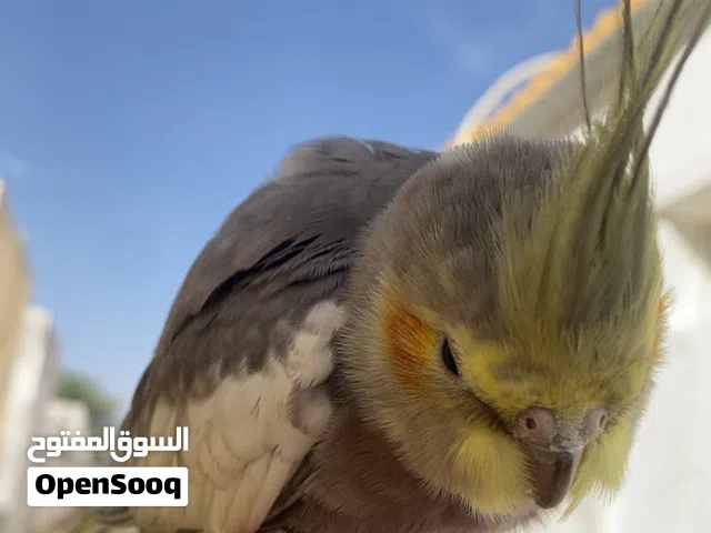 ببغاء كوكتيل هدد خارجي و تنسدح ع ظهرها صغيره في العمر