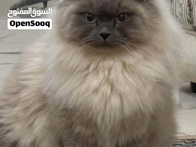 قط لون شمباني