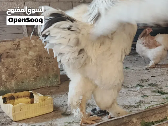 صيصان وبيض براهمة جميع الالوان