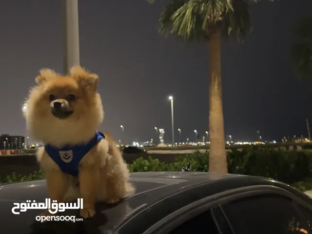 بومرينيان عمر سنة و4 اشهر