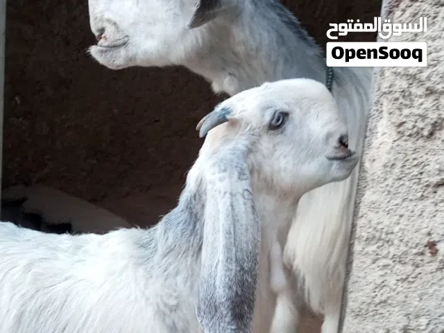 ماعز للبيع