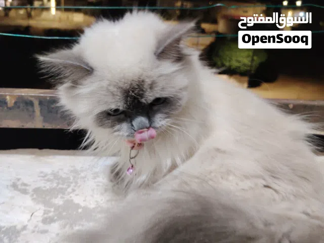 قطة هيمالايا مميزة جداً مع كامل أغراضها للبيع بـ 25 دينار! القطة: هيمالايا، فراء كثيف ونظيف، عيون