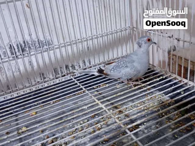 تك حمام ملكي ماعرف نثيه لو فحل