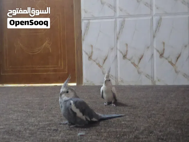 زوج كوكتيل نكليزي نثيه محلقه