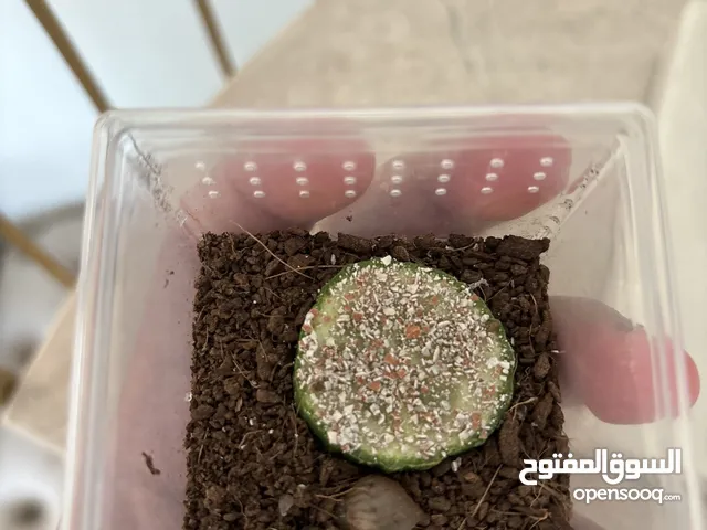 حلزون للبيع ( 2 منهم اعمارهم شهرين و 2 منهم اعمارهم 4-5 شهور ) الوصف مهم
