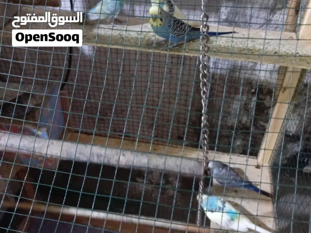 طيور حب هنه وقفصهن خمس ازواج