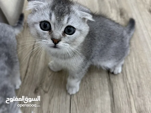 ثلاث قطاوه سكوتش للبيع