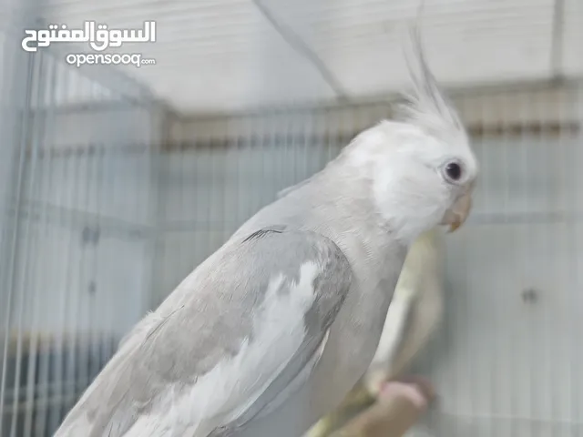 كوكتيل أزواج للبيع