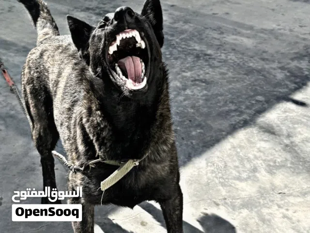 للبيع : كلب داتش شيبرد الـهولـنـدي