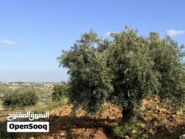 Farm Land for Sale in Jerash Dahl