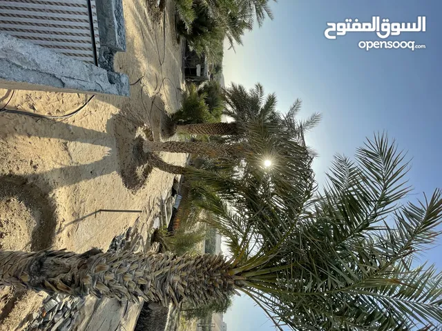 Farm for Rent in Liwa – Great Investment Opportunity