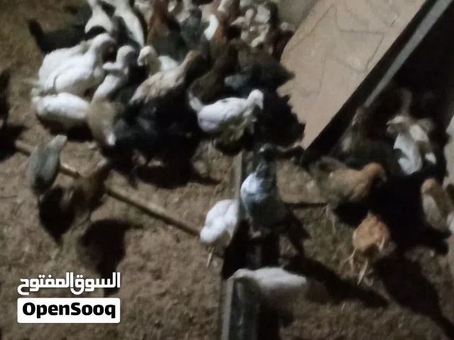 فراخ جاج بلدي