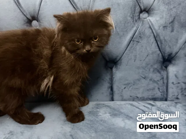 قطط فارسيه لون اسود الدخاني
