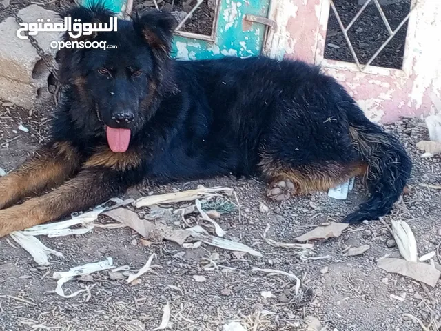 كلب جيرمن شبرد لونج هير عمر 6 اشهر لون اسود وعسلي