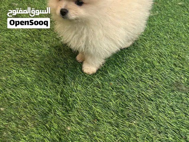 بومرينيان عمر شهرين