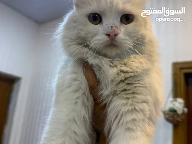 بزونه شيرازي لتبني