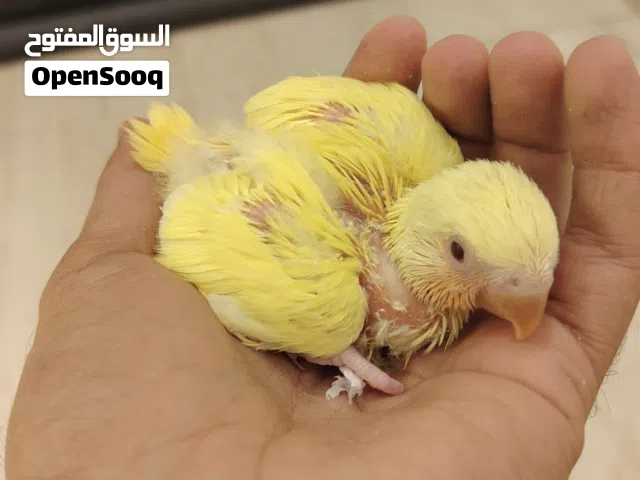 فروخ روز غر