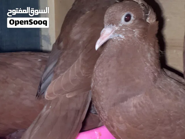 زوج حمام احمر