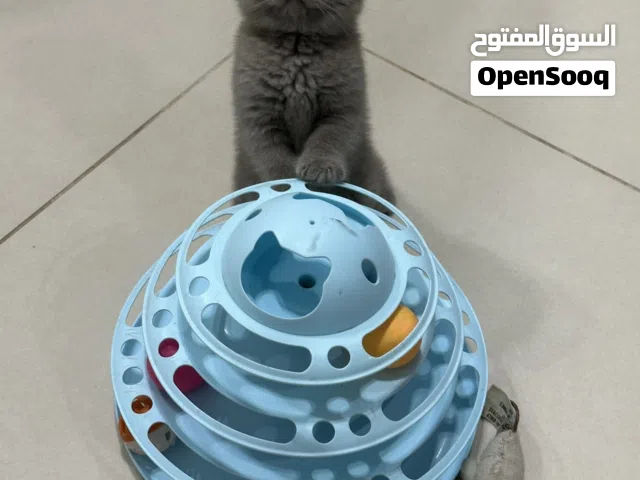 سكوتش تربل فولد ليلاكً