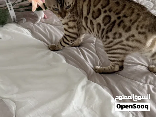 سنو منك بنغال