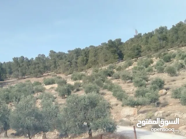 Farm Land for Sale in Amman Al Gardens